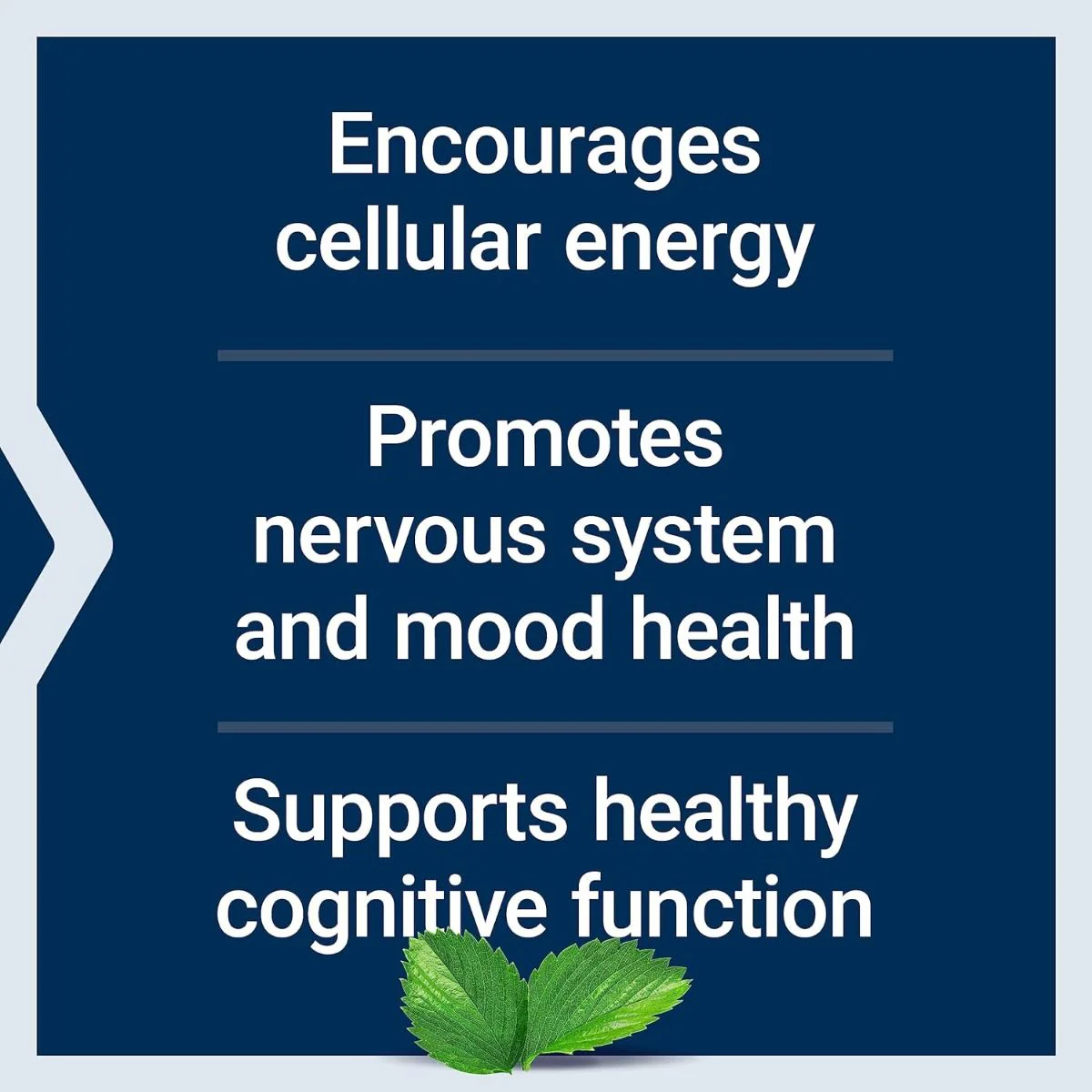 Acetyl-L-Carnitine 500 MG 100 Veggie Caps - Image 8