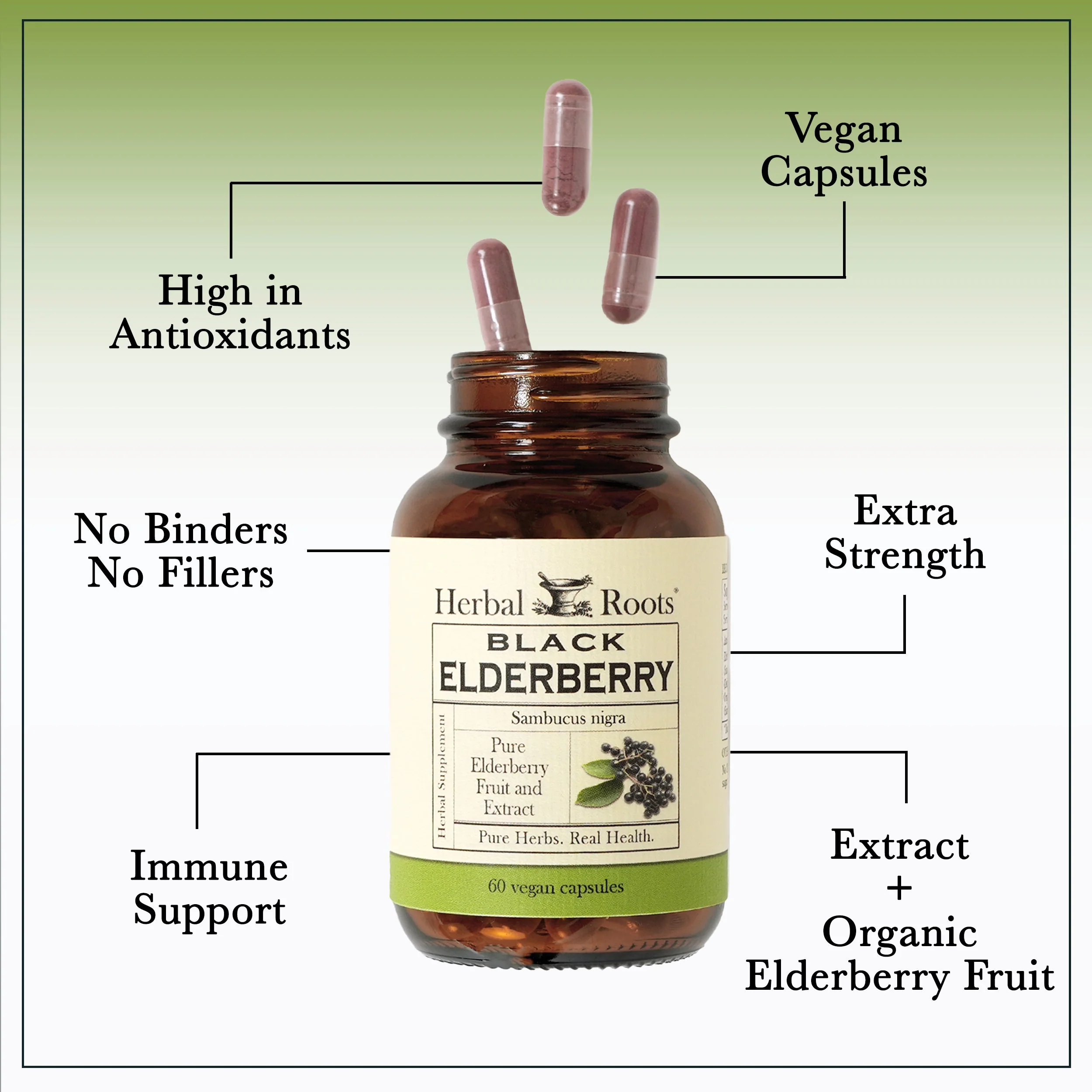 Black Elderberry - Image 3