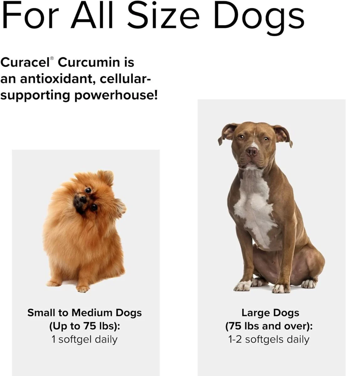 Curacel Curcumin (For Dogs!) 60 Softgels - Image 6