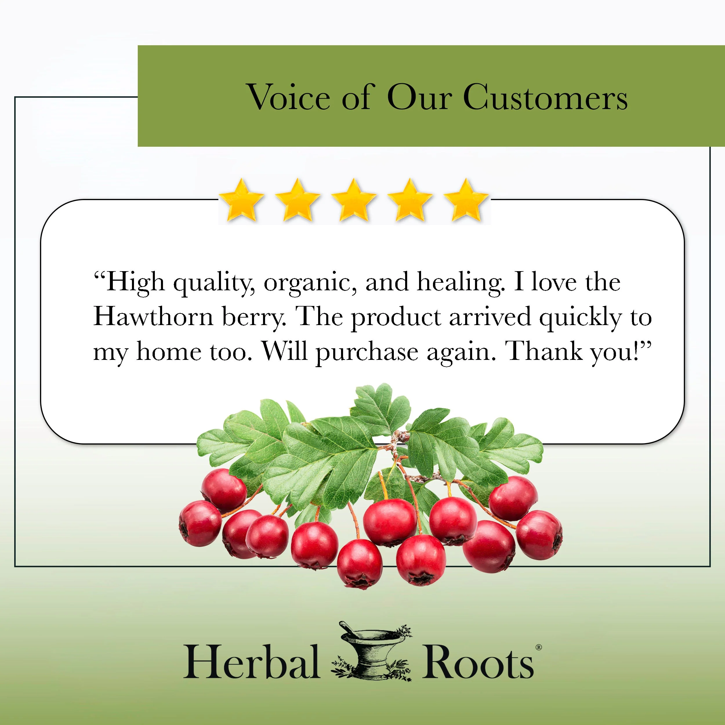 Organic Hawthorn Berry - Image 7