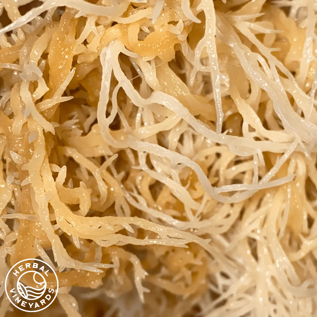 Premium Raw Sea Moss (1.4 oz) - Image 3