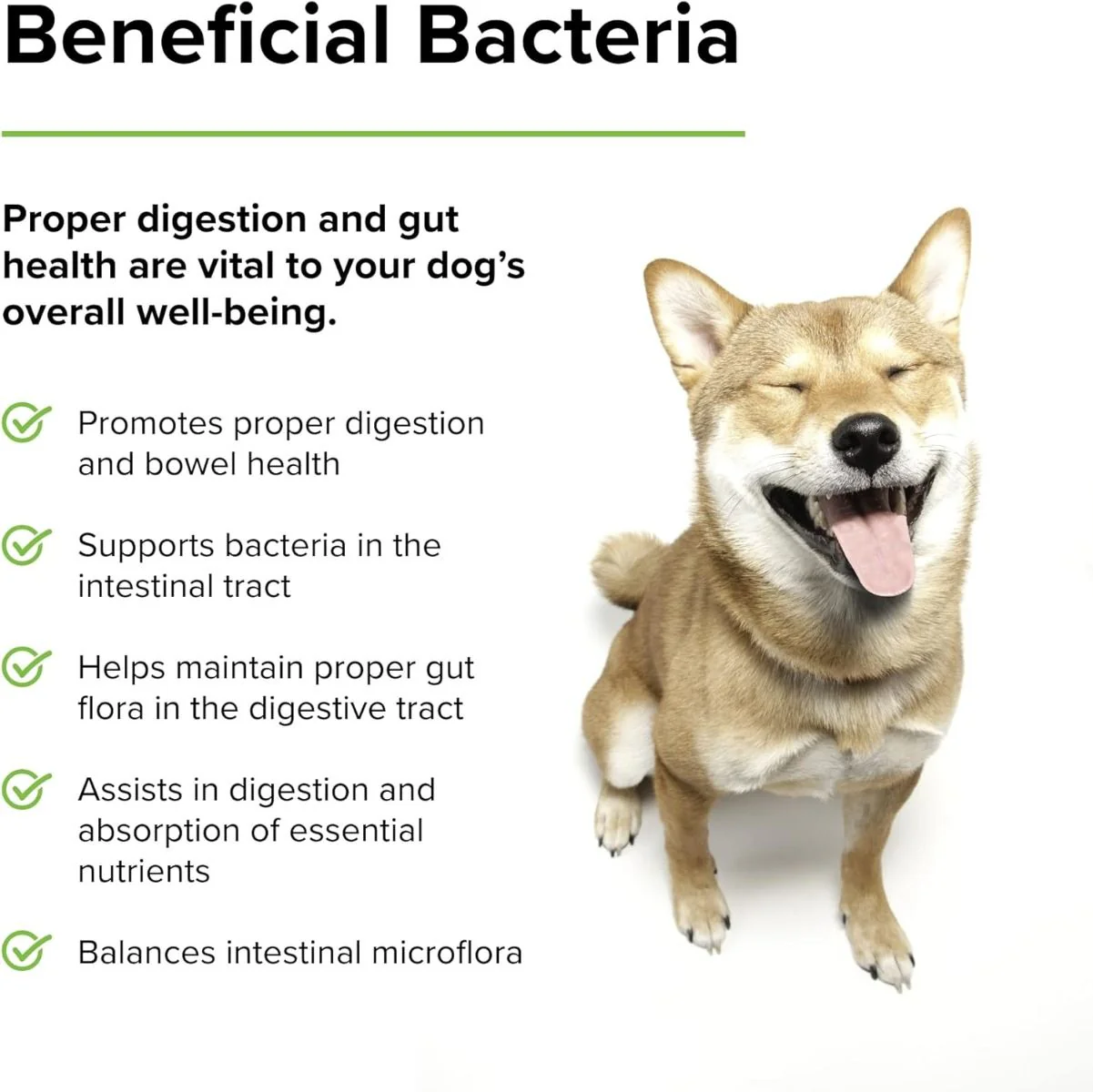 Probiotic Daily (For Dogs!) 60 Chewable Tablets - Image 4