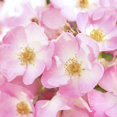 Renewing Night Cream - Wild Rose 1 fl oz Cream - Image 4