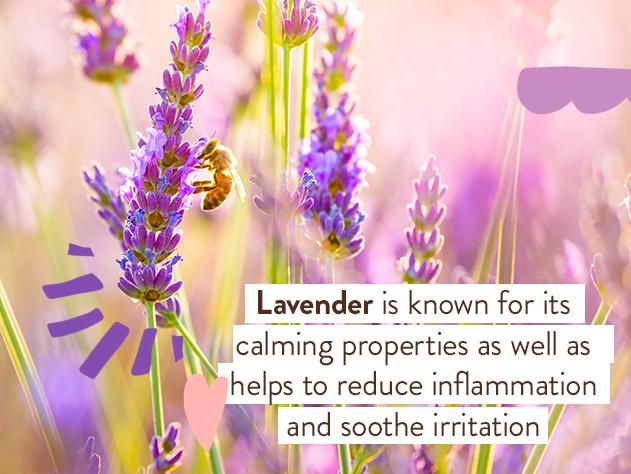 Shampoo Bubblebath and Wash - Calming 15 fl ozLavender - Image 4