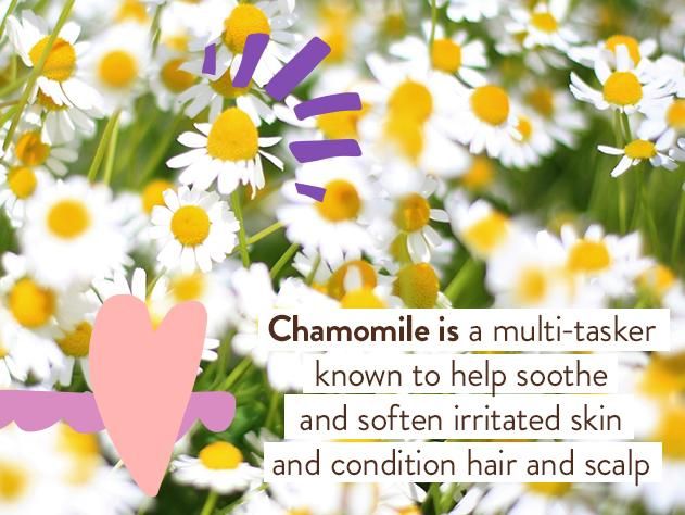 Shampoo Bubblebath and Wash - Calming 15 fl ozLavender - Image 5