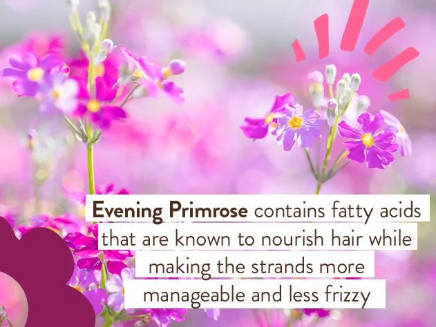 Smooth Detangling Shampoo - Berry Primrose 8 fl oz - Image 5